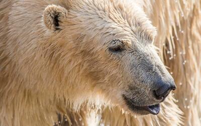 Yorkshire Wildlife Park